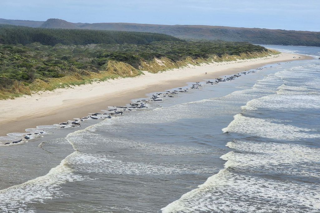 Aerial image of whales stranded on a beach
