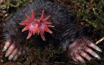 The utterly strange-looking star-nosed mole sees the world with one of the most sensitive touch organs in the animal kingdom.