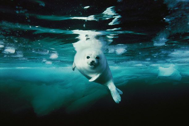 harp seal