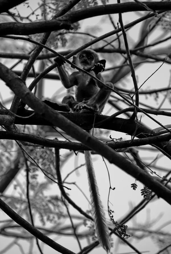 TINY MONKEY ON THE TREE thumbnail