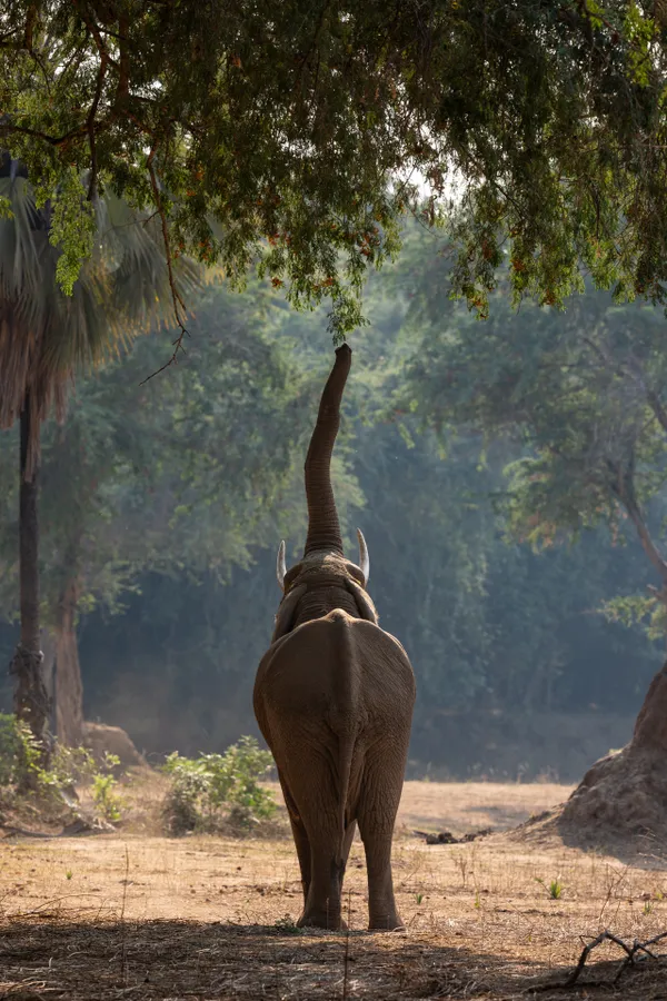 Elephant acting like a Giraffe thumbnail