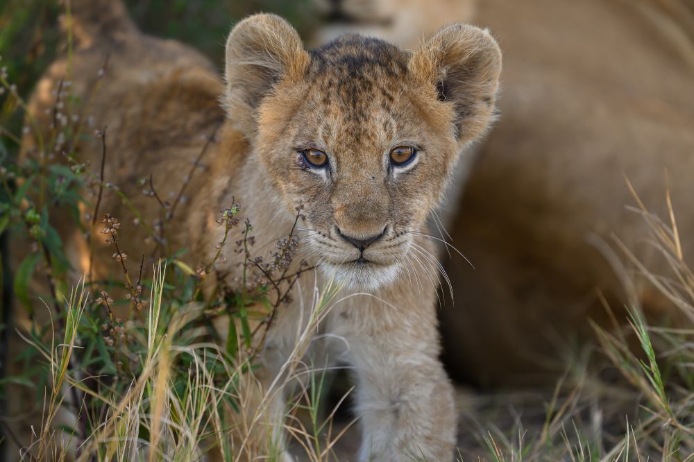 This little cub is more than just the pride's newest member. He is the heir to a kingdom.