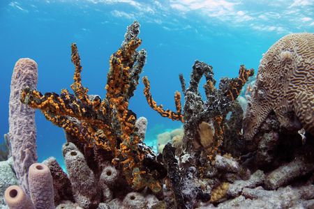 A reef off the coast of Bonaire 