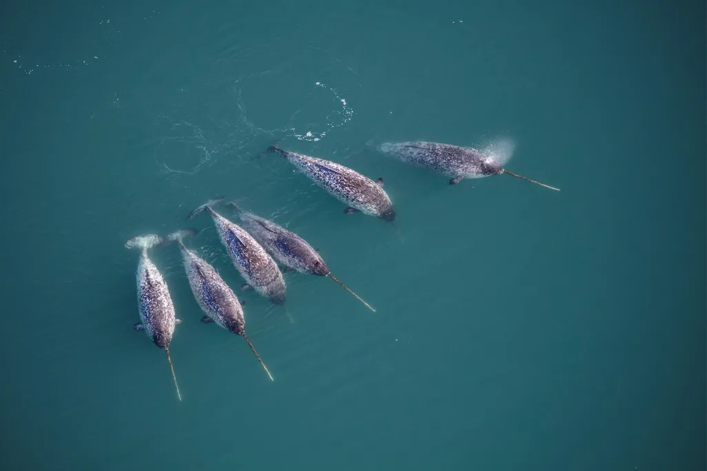 aerial shot of six narwhals