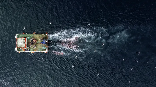 Grindadráp- the whale slaughter thumbnail