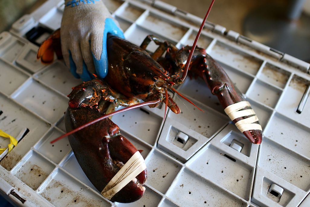 A gloved hand holds a lobster