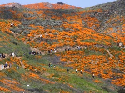 Tourists flocked to Walker Canyon to see the poppies during the superbloom in 2019.