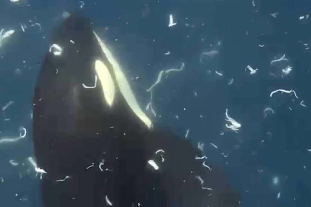 an orca swims vertically amid floating white fragments