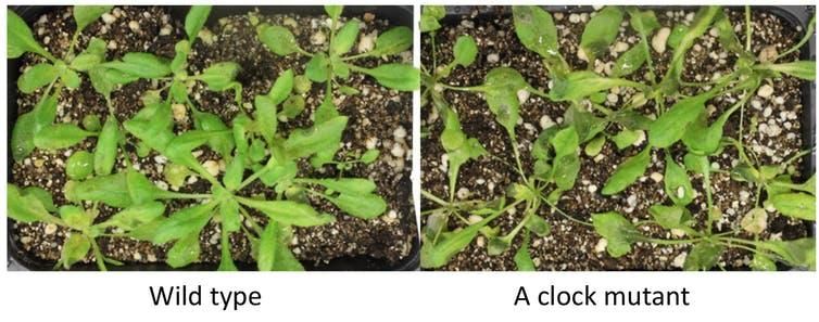 After infection by a fungus, plants with a mutant circadian clock (right) showed much more damage than the normal plants (left).