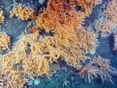 Species in the Northwest Atlantic, like this red tree coral, are threatened by ocean acidification, which may be causing the dissolution of the sea floor. 