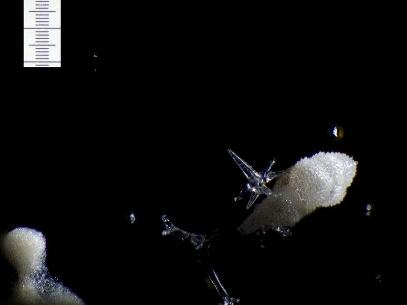 Sponge spicule captured without a microscope, 3357ft depth, Phillipines ...