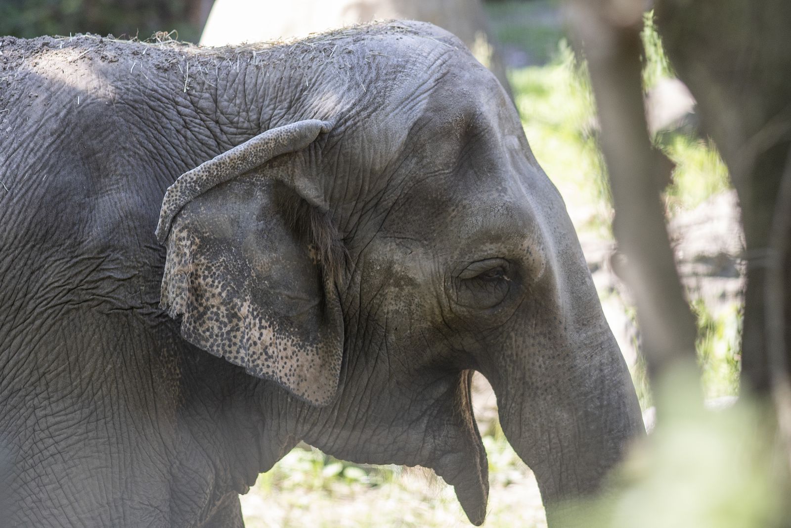Happy, an Asian Elephant Who Demonstrated That Her Species Might Be Self-Aware, Dies at 55 at the Bronx Zoo
