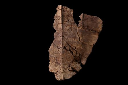 2_1 fossil genes.jpg