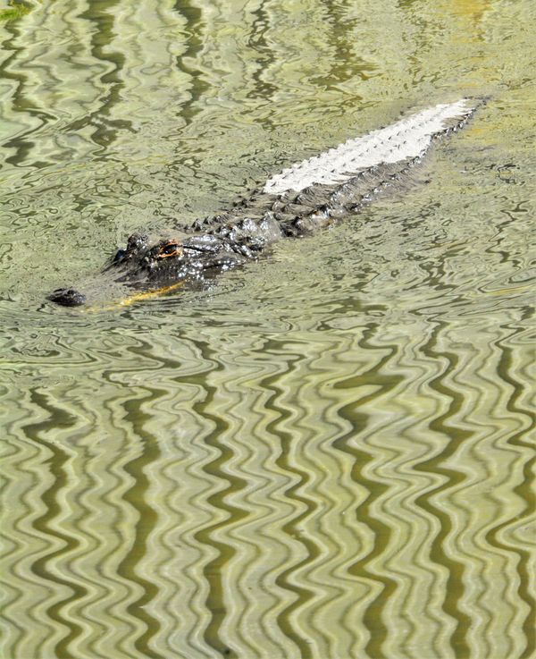 Alligator hiding in the water ripples. thumbnail