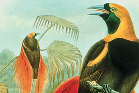 Paradisea raggiana is one of the many images at the Galaxy of Knowledge Web site.