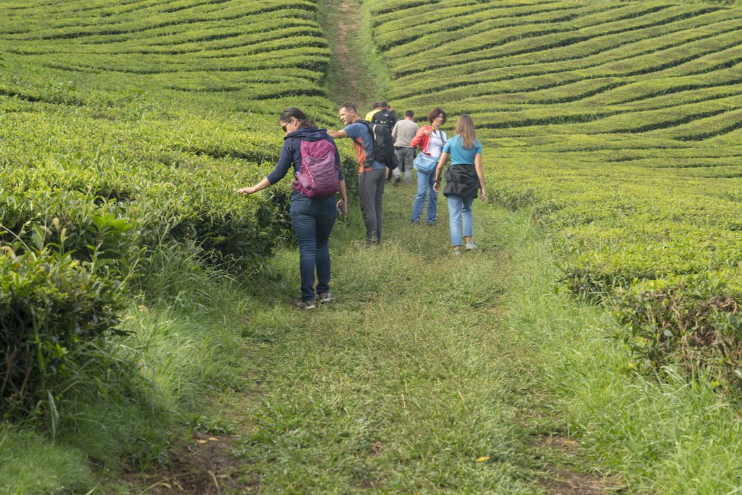 Exploring a tea plantation on São Miguel