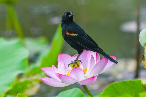 Lotus-Seed Eating Blackbird thumbnail