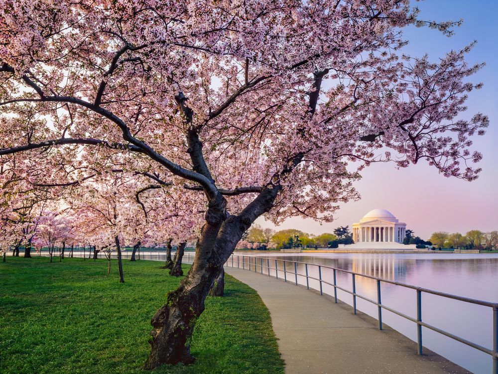 Yoshino cherry tree