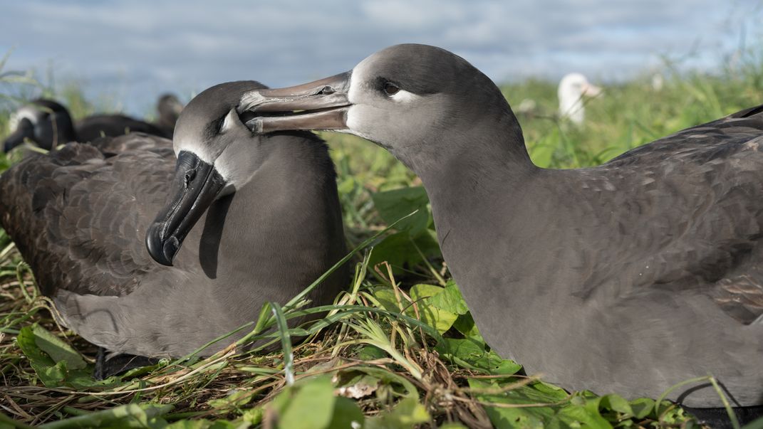 two dark-colored albatrosses sit, one preening the other's head with its bill