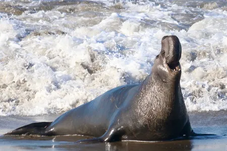 Male elephant seals can weigh up to 4,400 pounds.