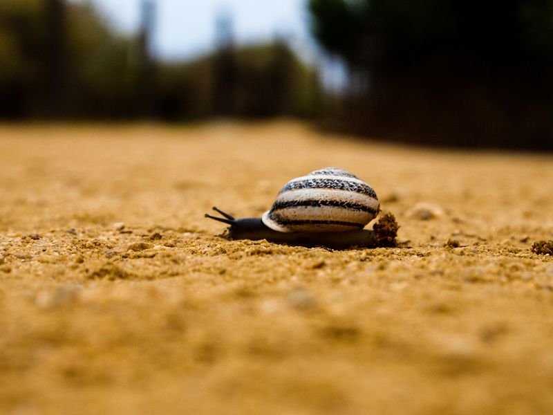 Snails Pace Smithsonian Photo Contest Smithsonian Magazine