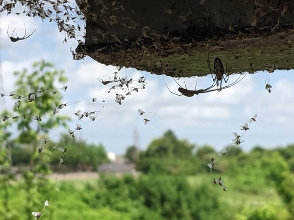 Spider Colony on Bridge in Sugar Land thumbnail