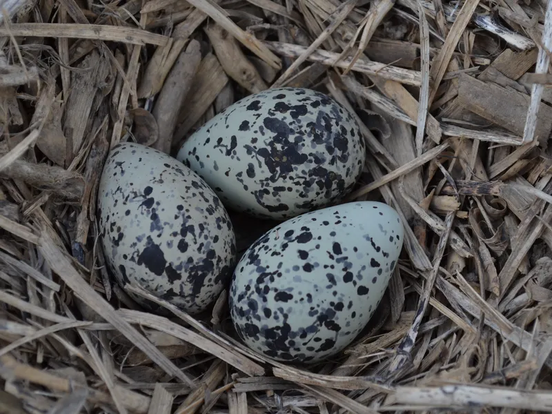 Killdeer eggs Smithsonian Photo Contest Smithsonian Magazine