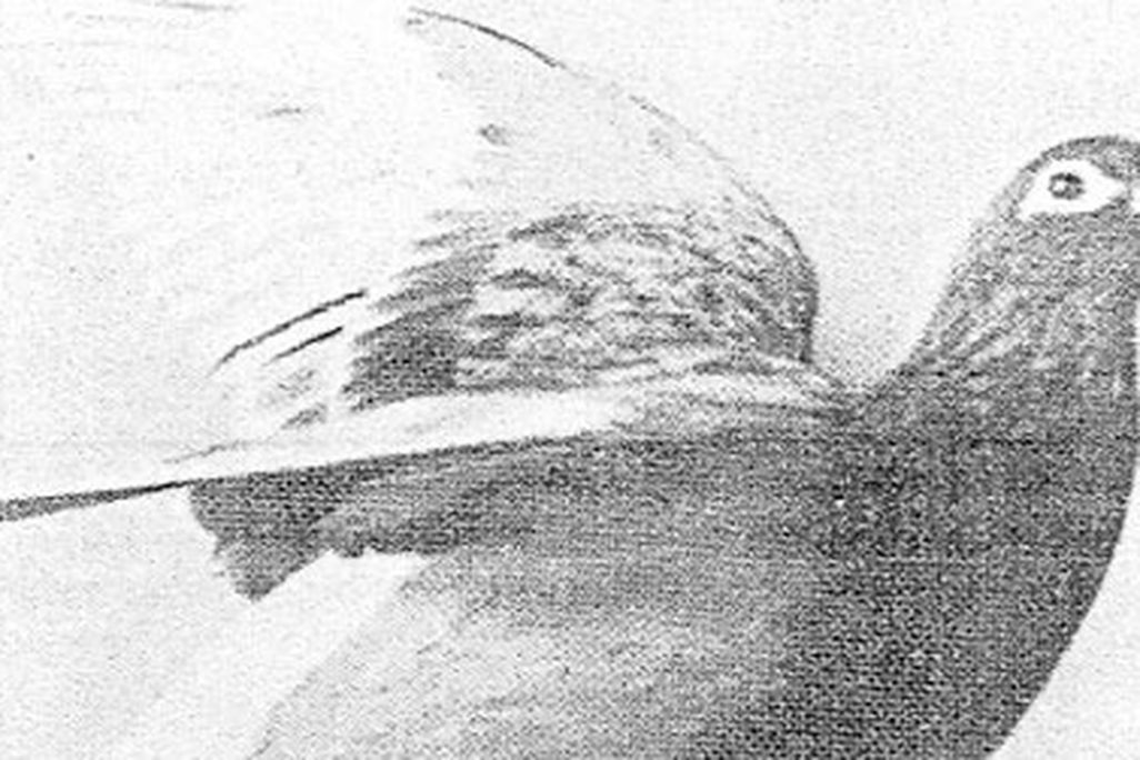 The British pigeon