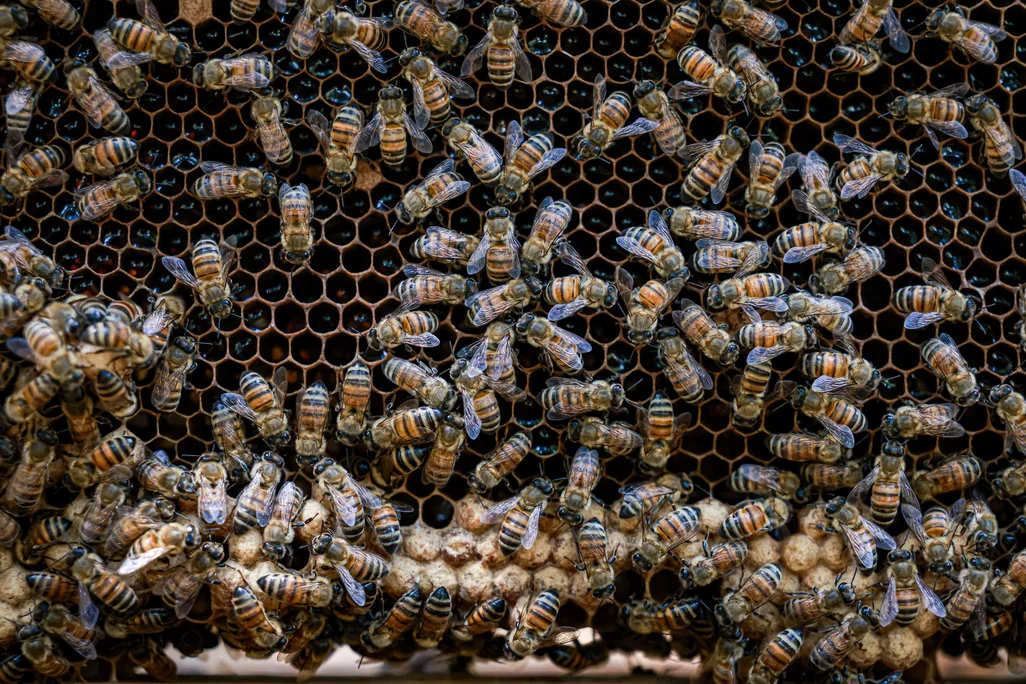 honeybees on a hive, close up