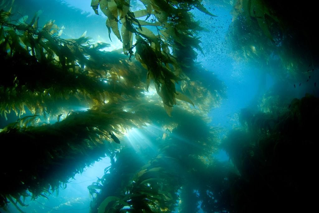 kelp