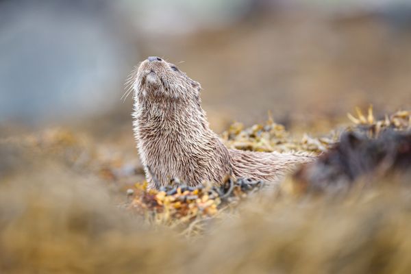 A Eurasian Otter catches the scent of something in the air thumbnail