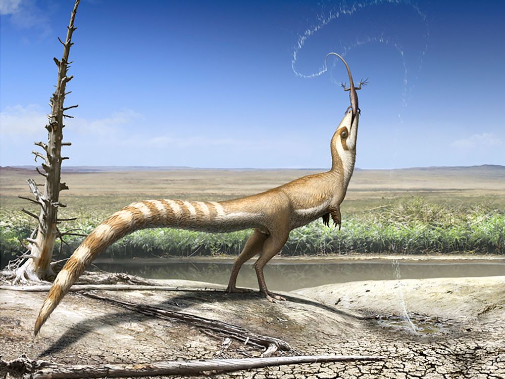 Sinosauropteryx