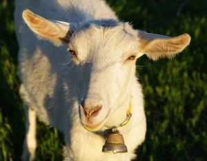 20110520104104goat-300x233.jpg