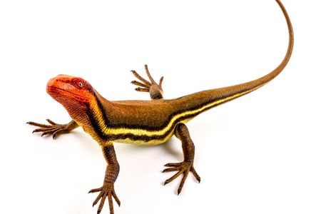 An artist's recreation of Hylonomus lyelli, a tiny reptile that lived more than 300 million years ago.