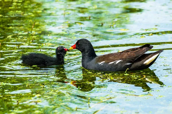 Tender Waters: Moorhen Feeding Her Chick thumbnail