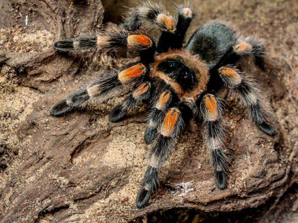 A black and orange tarantula