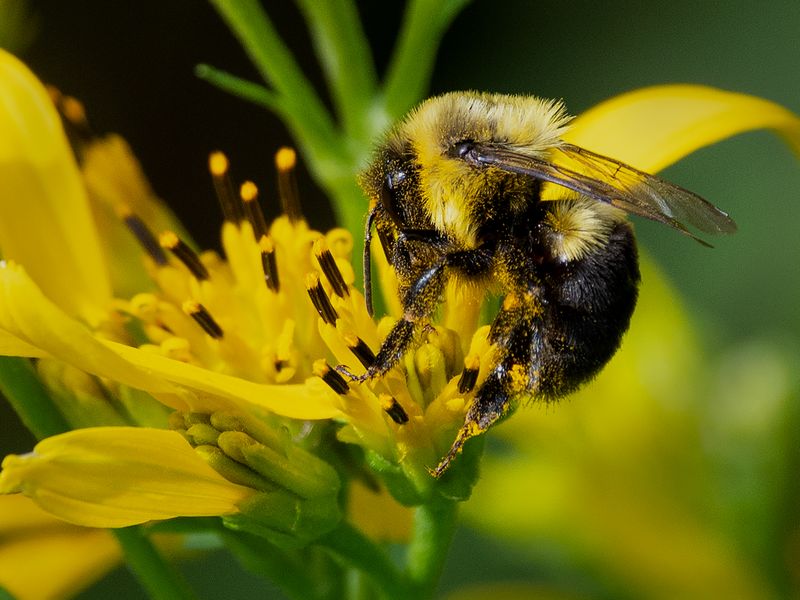 PollenCovered Bumblebee Smithsonian Photo Contest Smithsonian Magazine