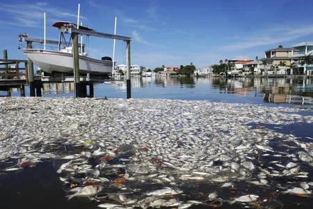 Killed by red tide, thousands of dead fish float in the Boca Ciega Bay in Madeira Beach, Florida, in July 2021. The harmful algae blooms are once again killing fish along Florida&#39;s southwest coast.

