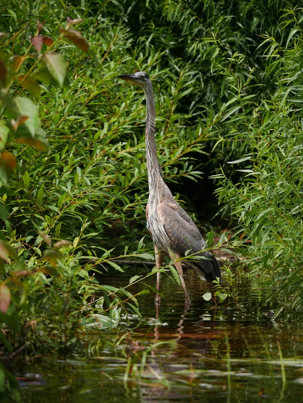 Standing Proud thumbnail