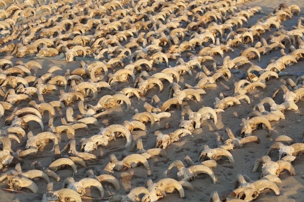 Skulls view
