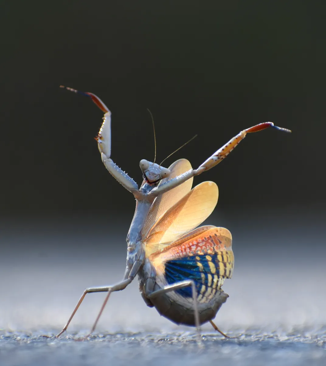 Mantis Flamenca