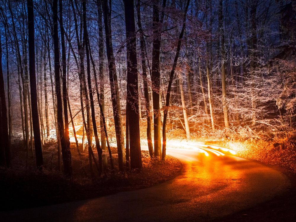 Headlights in a forest