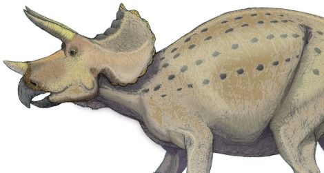 Possible postures of Triceratops