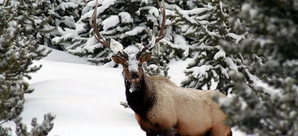  Bull elk in Yellowstone 