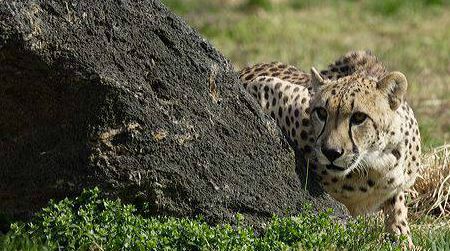 The National Zoo’s senior female cheetah, Tumai, died last night.