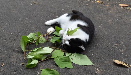 When Cats Chew Catnip, It Works as a Bug Spray