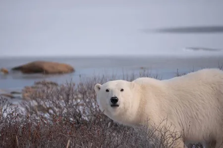 Polar bears are back in Churchill, Manitoba.