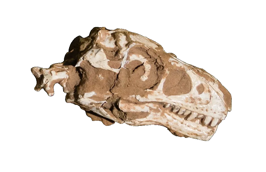 Dinosaur skull
