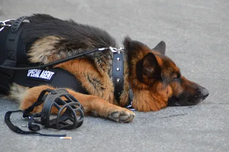 Texas state law classifies retired police dogs (and other law enforcement animals) as surplus government property not to be used for private benefit.