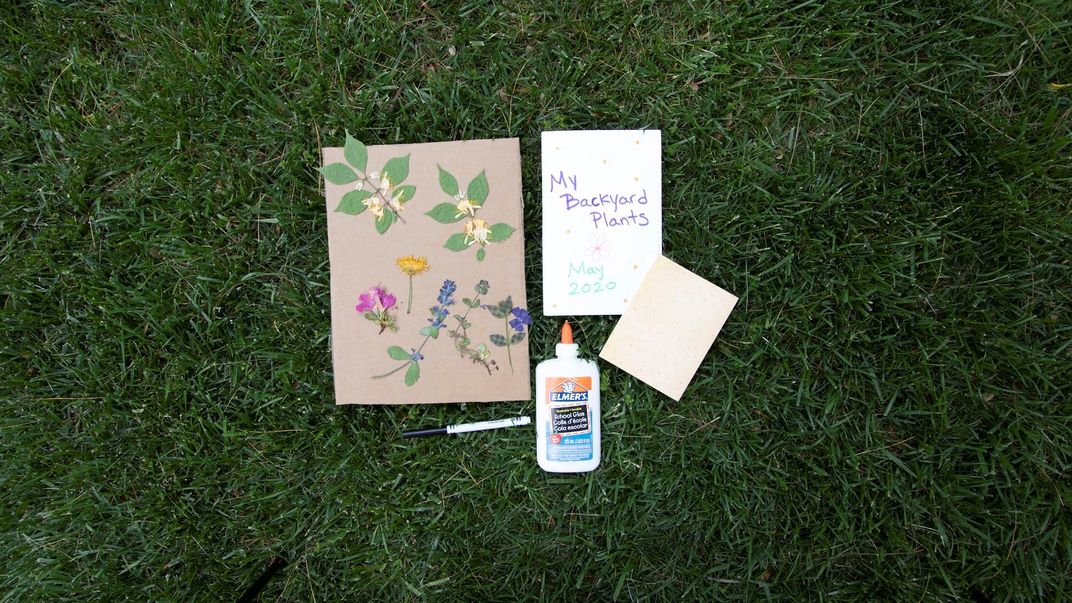Page of pressed plants on grass.
